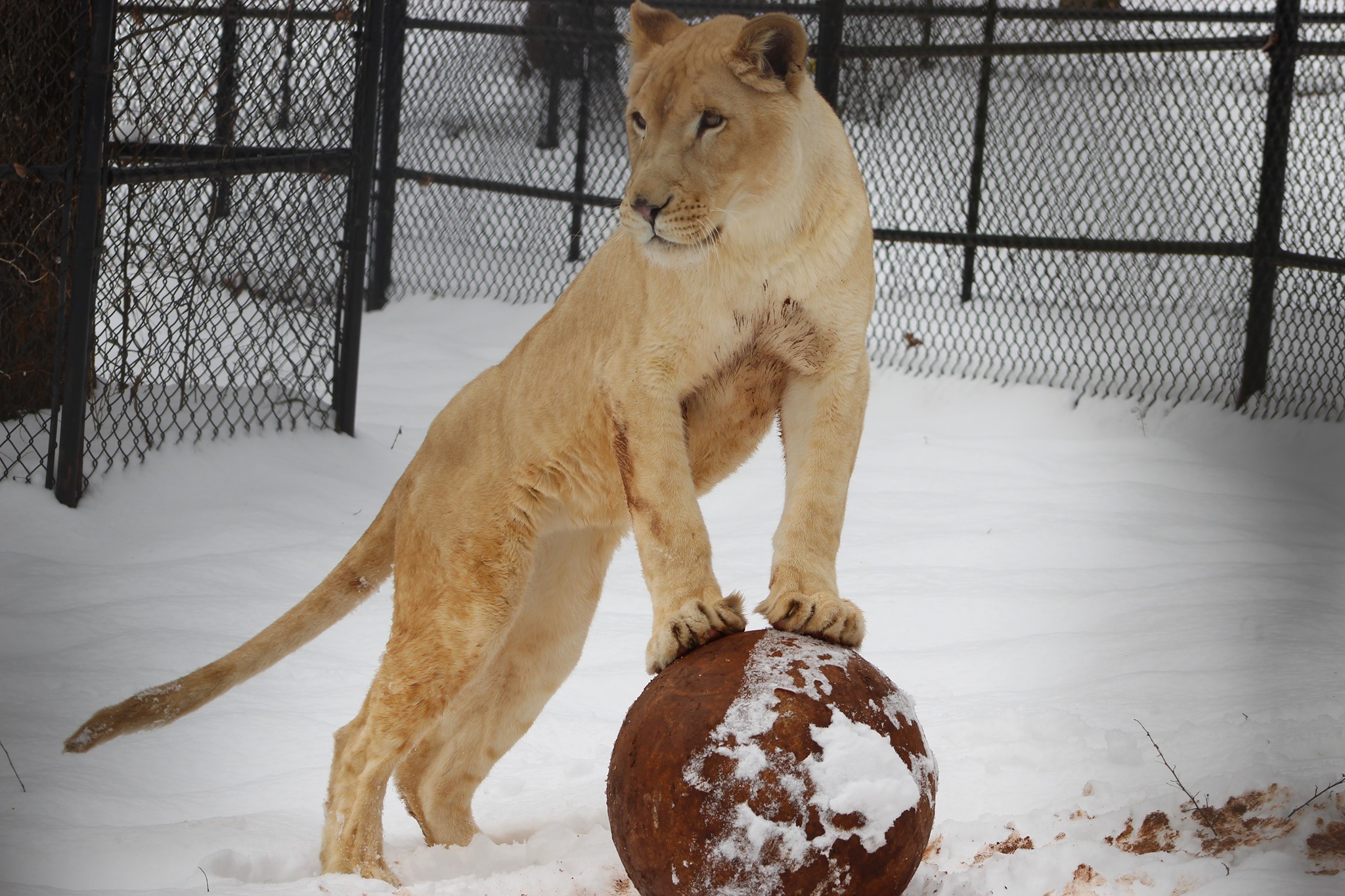 Lioness on Snow