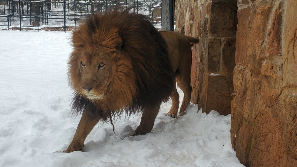 Lion on Snow Ground