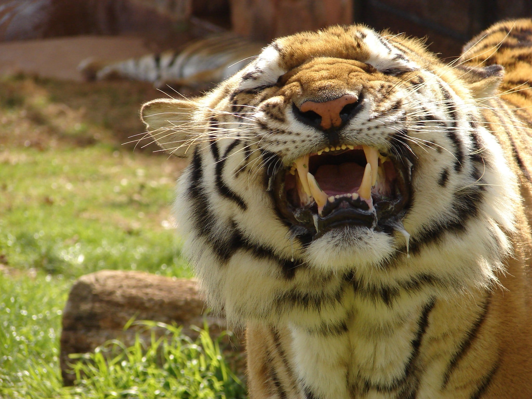 Tiger Close Up Mouth