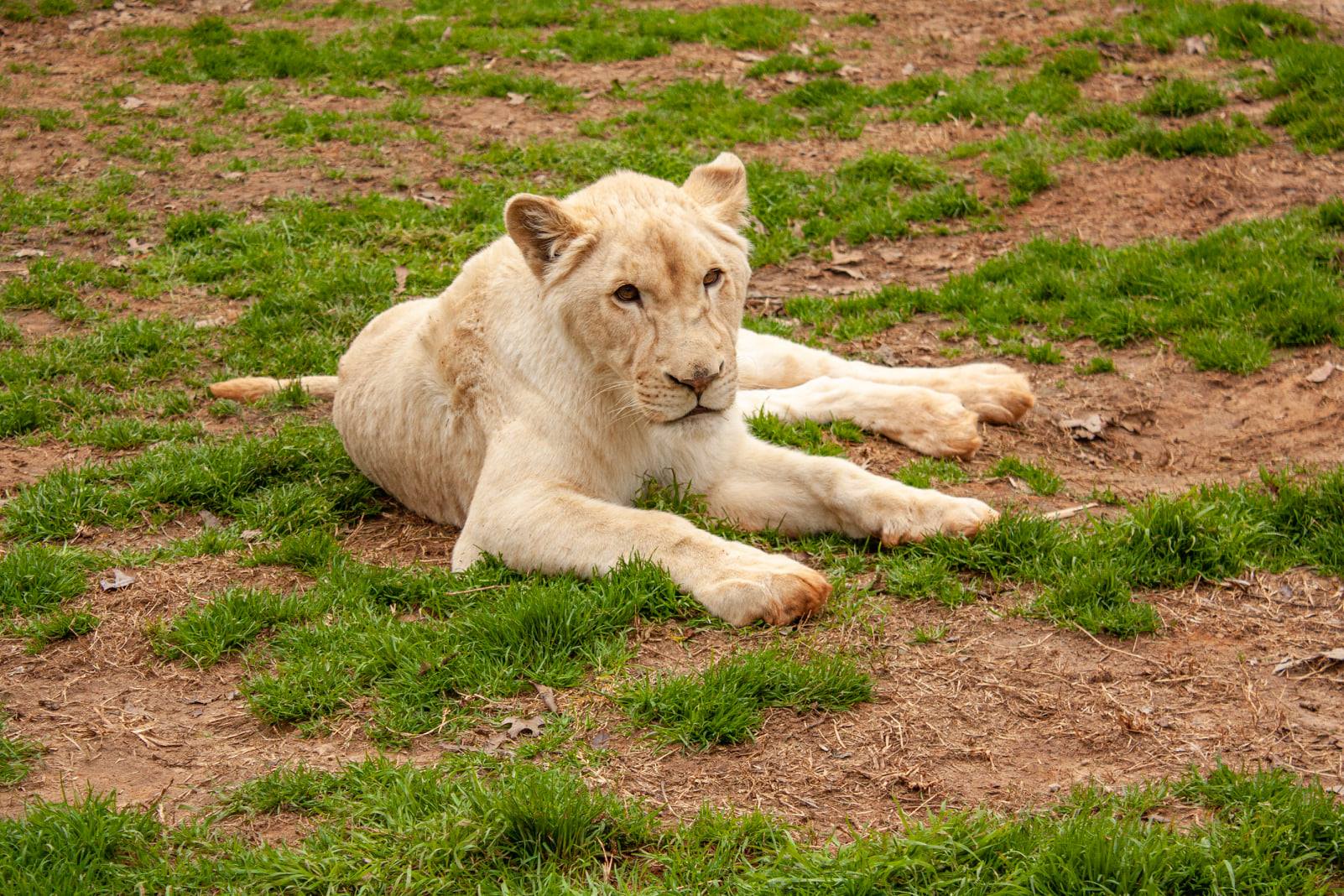 White Lion Seated On Ground