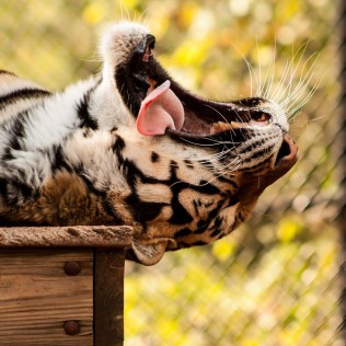 Tiger Yawning