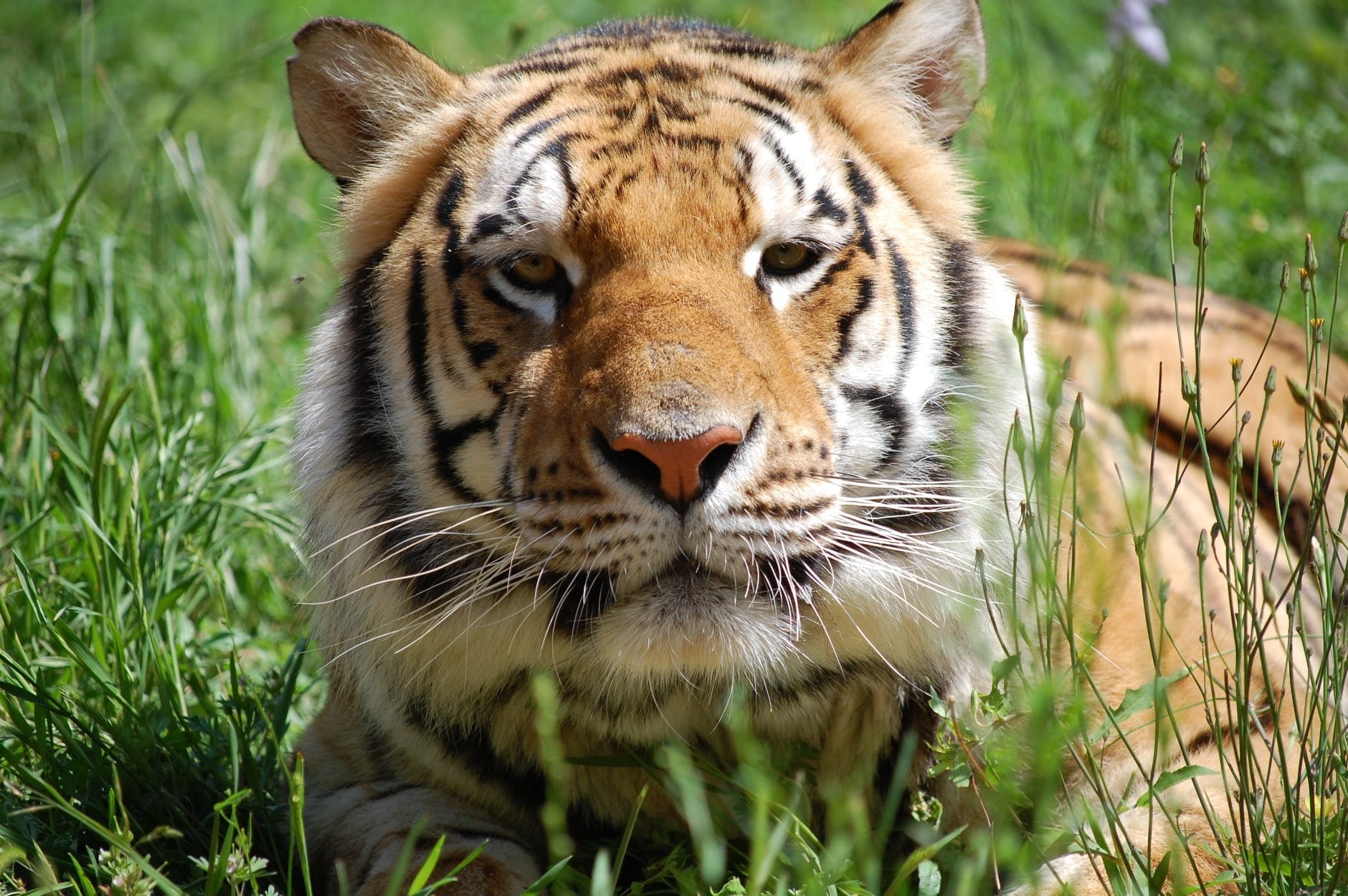 Tiger in Grass Close Up