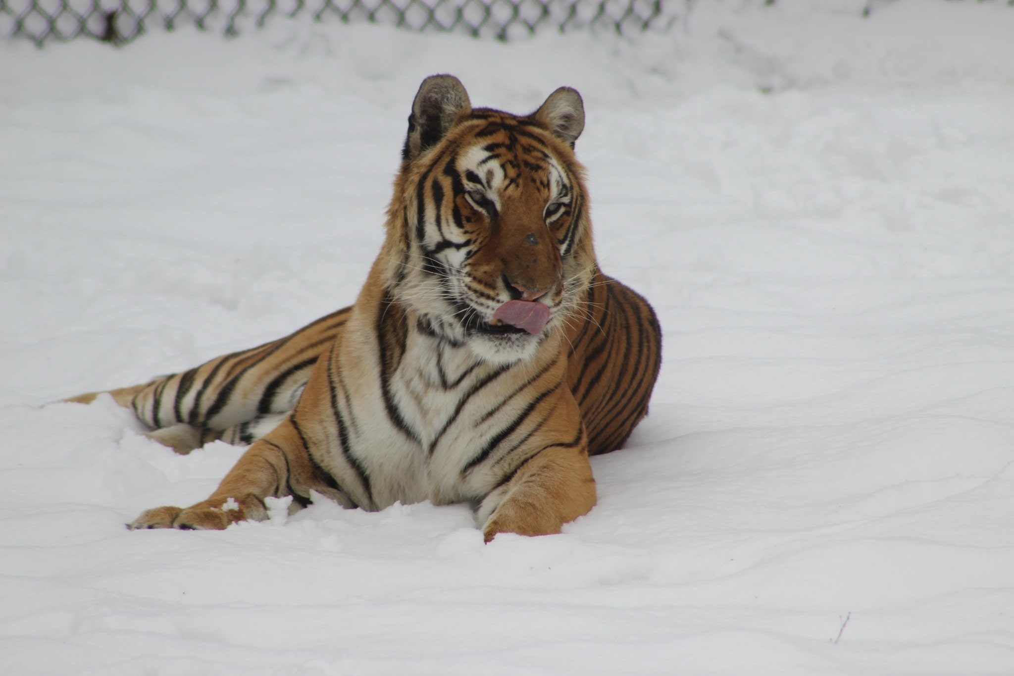 Tiger Seated On Snow