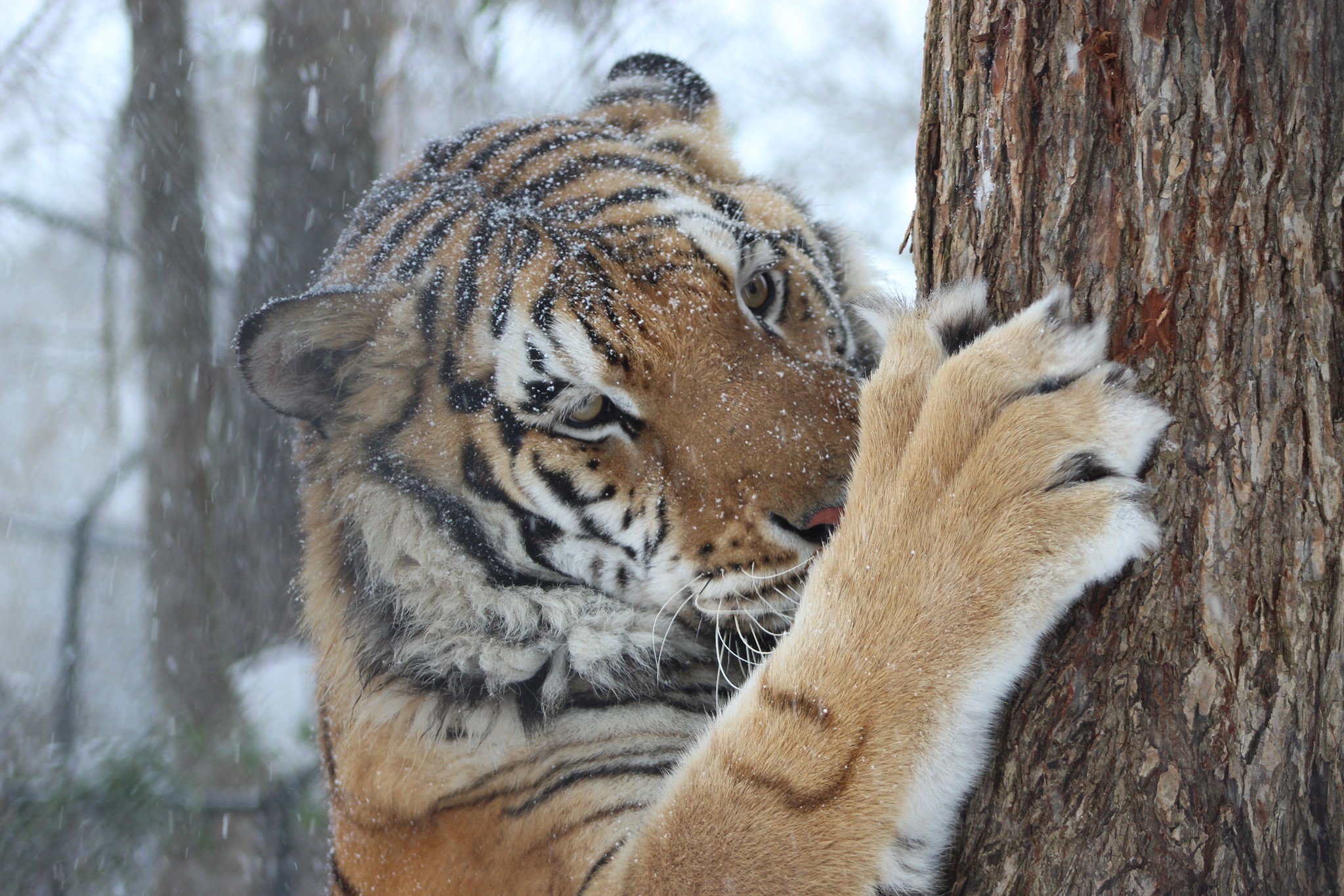 Tiger Scratching Tree